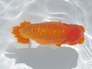 常滑らんちう愛好会　西大関　磯村則之　武豊