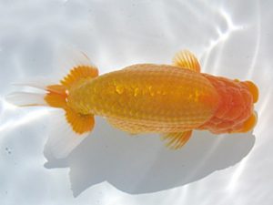 常滑らんちう愛好会　立行司　井上廣太　常滑