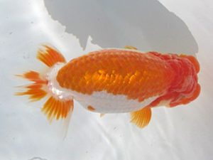 常滑らんちう愛好会　西取締　荒井実明　西尾