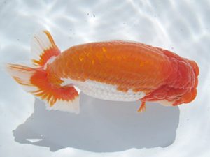 常滑らんちう愛好会　東大関　奥村順三　常滑