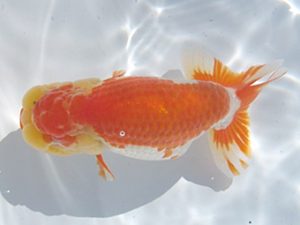 常滑らんちう愛好会　西大関　荒井実明　西尾