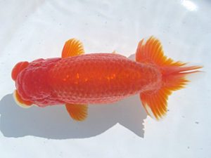 常滑らんちう愛好会　立行司　渡辺裕樹　武豊