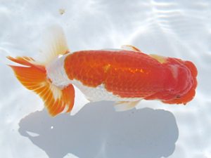 常滑らんちう愛好会　東取締　石黒英明　南知多