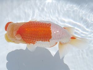 常滑らんちう愛好会　西取締　十河哲也　武豊