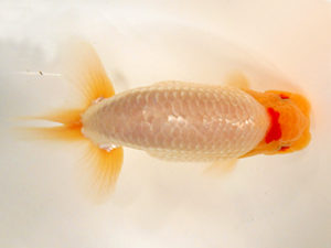 金魚文化連合会　二歳会　西大関　鯉江正道　常滑