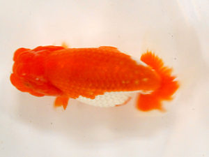 金魚文化連合会　二歳会　立行司　有賀昌司　八百津