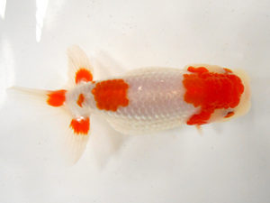 金魚文化連合会　二歳会　東取締　宇野正志　長久手