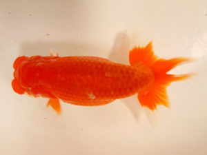 金魚文化連合会　二歳会　西取締　小林尚貴　名古屋