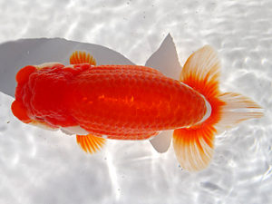 志摩紅鱗会　春季品評大会　東大関　小濱照明　松阪市