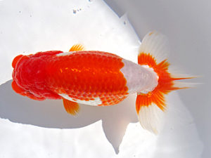 志摩紅鱗会　春季品評大会　西大関　小倉　覚　度会郡