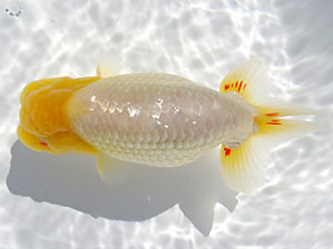 志摩紅鱗会　春季品評大会　取締一　林　万貴　志摩市