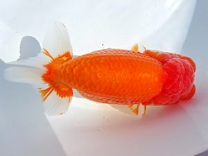 志摩紅鱗会　春季品評大会　東大関　大田恒男　志摩市