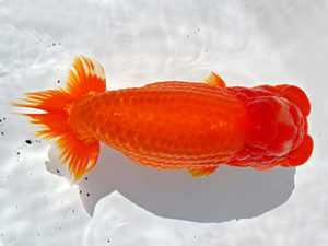 志摩紅鱗会　春季品評大会　西大関　林　万貴　志摩市