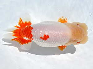 志摩紅鱗会　春季品評大会　立行司　小倉　覚　度会郡