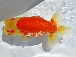 志摩紅鱗会　春季品評大会　取締一　林　瑞貴　志摩市