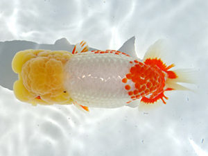 志摩紅鱗会　春季品評大会　取締二　林　玲菜　志摩市