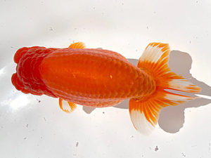 湘南らんちゅう会　二歳会　西大関　村田祐則