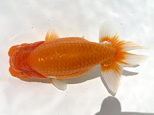 湘南らんちゅう会　二歳会　立行司　安田英一