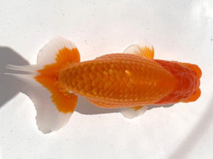 湘南らんちゅう会　二歳会　取締一　八矢貞亮