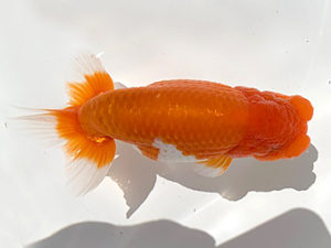 湘南らんちゅう会　二歳会　取締二　城所慎一