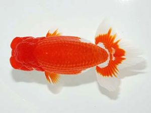 横浜観魚会　二歳会　東大関　加藤貞信