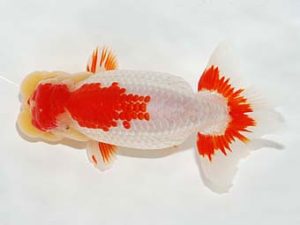 横浜観魚会 勧進元一　稲村俊明