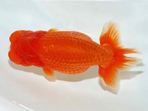 横浜観魚会 勧進元二　金谷博一