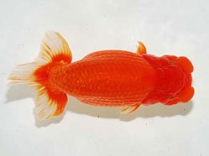 横浜観魚会 行司一　壁谷俊彦