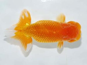 横浜観魚会 行司二　井ノ口真誉