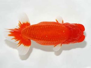 横浜観魚会 行司三　野嶋隆一