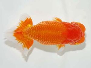 横浜観魚会 脇行司二　作本守聡