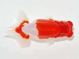 横浜観魚会　二歳会　西大関　馬場祥宏