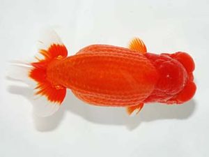 横浜観魚会　二歳会　立行司　稲村俊明