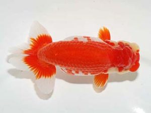 横浜観魚会　二歳会　取締一　藤川直子