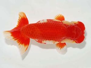 横浜観魚会　二歳会　取締二　齋藤一成