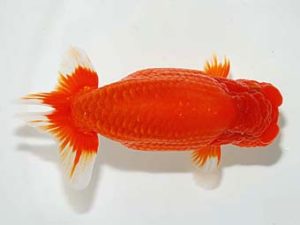 横浜観魚会 東関脇　鈴木友来