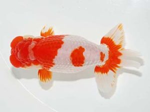 横浜観魚会 西関脇　大渕　功