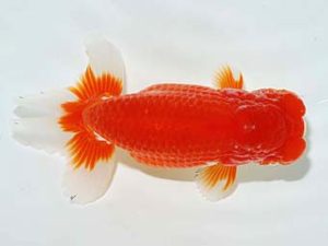 横浜観魚会 東小結　篠　孝利