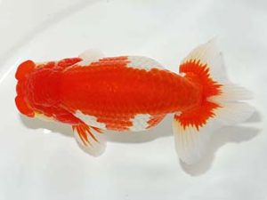 横浜観魚会 西小結　野嶋隆一