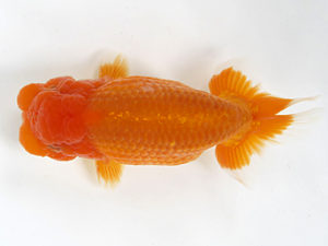 愛媛県らんちゅう愛好会　二歳会　２席　松友正一　松山