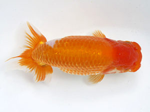 愛媛県らんちゅう愛好会　二歳会　３席　矢野慎一　松山