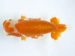 愛媛県らんちゅう愛好会　二歳会　４席　山口人史　西予市