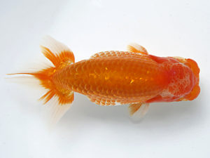 愛媛県らんちゅう愛好会　二歳会　５席　矢野慎一　松山