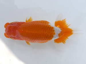 観魚会　二歳会　東大関　寺島祥雄　根津