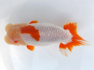 観魚会　二歳会　取締二　大渕　功　木更津