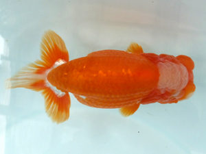 好鱗会　二歳会　西大関　小山高弘　葛飾区