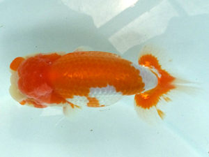 好鱗会　二歳会　立行司　新倉健次　練馬区