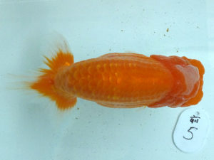 好鱗会　二歳会　取締二　丸山克昌　所沢市