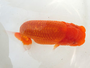 三重支部二歳会　西大関　藤波秀文　四日市市