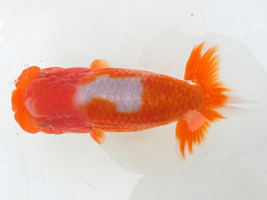 三重支部二歳会　立行司　舟田伸一　津市